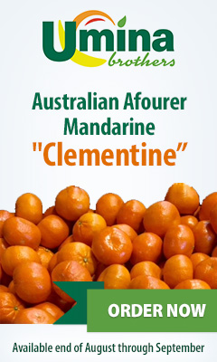 Australian Afourer Mandarine 'Clementine'