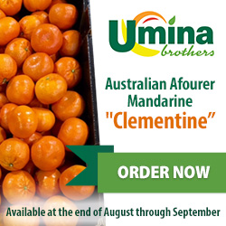 Australian Afourer Mandarine 'Clementine'