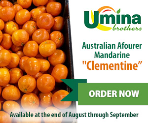 Australian Afourer Mandarine 'Clementine'