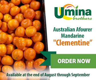 Australian Afourer Mandarine 'Clementine'