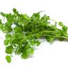 Cilantro