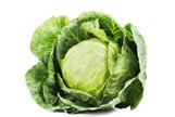 Cabbage