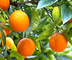 Navel Oranges