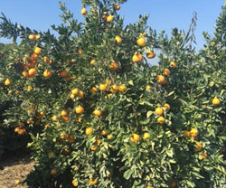 Stem and Leaf Mandarins