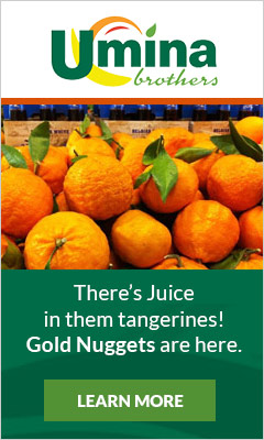 Gold Nugget Tangerines