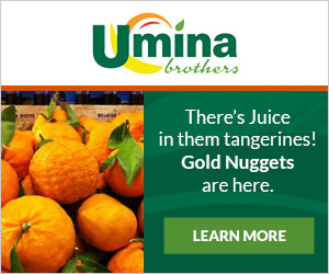 Gold Nugget Tangerines