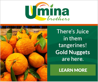 Gold Nugget Tangerines