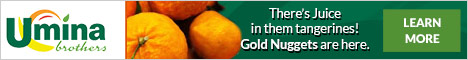 Gold Nugget Tangerines