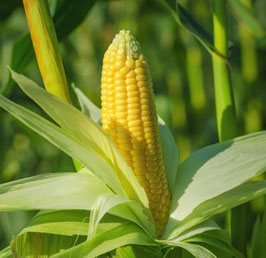 Corn