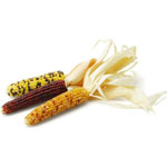 Indian Corn